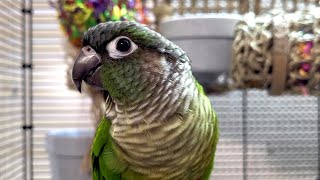 conure parakeet sounds for lonely birds to make them happy [upl. by Eey496]