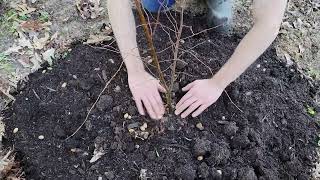 Planting American Hornbeam Tree [upl. by Clements]