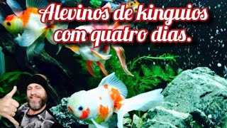 Alevinos de kinguios com quatro dias de vida [upl. by Nivak]