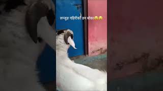 Tero ghar gaire ho 🤣 comedyvideos funny shots fun foryoupage [upl. by Publius]