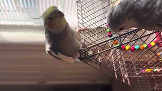 Adorable cockatiel singing September  cockatiel jealousy  spend a beautiful minute with cockatiels [upl. by Beane]