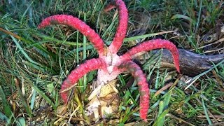 Clathrus archeri Devils Fingers  Octopus Stinkhorn fungi erupting from their eggs time lapse [upl. by Thormora230]