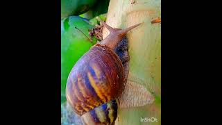 Snail  Achatina Fulica 🐌🐌🐌🐌🐌🐌🐚🐌🐾🐾🐾🐾🐾 [upl. by Jarlath368]