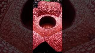 Rafflesia largest flower [upl. by Nilok727]