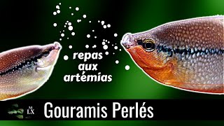 MES GOURAMIS SONT FOUS DARTÉMIAS [upl. by Jule406]