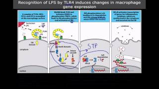 Immunology The Toll Like Receptors [upl. by Ahseiyt]