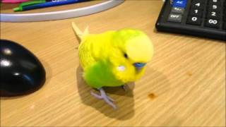 Arguing With A Grumpy Budgie  Pedro Video 30  Liz Kreate [upl. by Yelsek63]