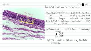 Pseudostratified ciliated columnar epithelium [upl. by Palla]