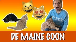 IK WIL EEN MAINE COON  DierenpraatTV [upl. by Ettezzil]