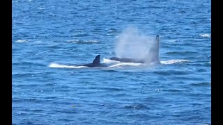 4K Orcas Clover Point Victoria British Columbia Canada 14th September 2024 [upl. by Hosbein]