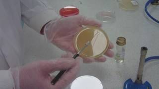 How to streak plating for microbiology take 5 [upl. by Graehme]