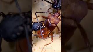 This Beetle Can Trick Ants [upl. by Uranie]