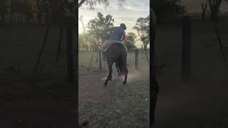 SACANDO AL ZAINO A LO AMILCAR UNANUE 🇦🇷🐴 caballos [upl. by Weiner]