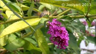 A Hummingbird Hawk moth [upl. by Tsnre]