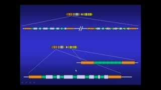 Pseudogenes en el genoma humano [upl. by Francesca]