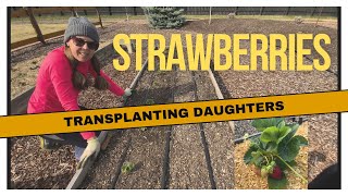 Transplanting Albion Strawberry Daughters from Mother Plants [upl. by Humph]