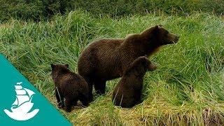 La tierra de los osos gigantes  ¡Ahora en alta calidad Documental Completo [upl. by Tollmann]