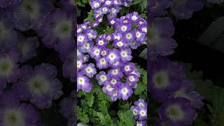 Growing Verbena Tips Empress Flair Blue Charme Verbena plants flowers [upl. by Baily]