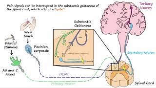 Gate Control Theory of Pain [upl. by Oer]