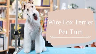 How to Do a Wire Fox Terrier Pet Trim  With Master Groomer [upl. by Mathias]