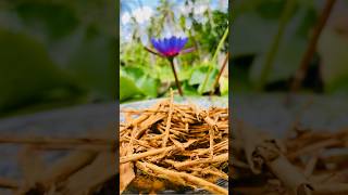 Making Ceylon Cinnamon🌴stick at home🏠☀️Chilllife shorts traditional [upl. by Nolaj]