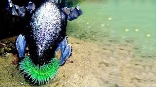 SEA ANEMONE EATS BIRD [upl. by Iew864]