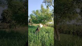 New way hunting farming shorts youtubeshorts [upl. by Nyraf]