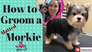 How to groom a Morkie Puppy [upl. by Ajat]