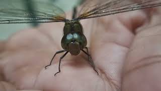 Dragonfly bugslife wonderfulinsects entomology biology dragonflylovers odonata greendragonfly [upl. by Bandler]