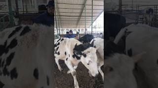 injection treatment cow dairy animalsbuffaloviral ytshorts [upl. by Weight397]