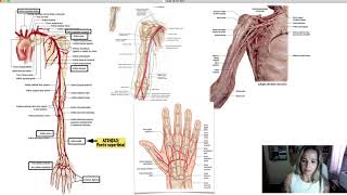 Artérias dos Membros Superiores [upl. by Lenod848]