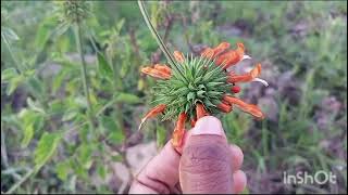 Leonotis nepetifolia diagramsnotesverticillaster [upl. by Goldshell717]