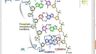 Forensic Chemistry DNA Strands AntiParallel Strands amp Complimentary Bases CTC 210 DNA Part 5 [upl. by Donalt162]