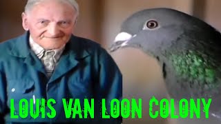 Too Strong dominant and Superior’ for the Competitors  The LOUIS VAN LOON Colony [upl. by Harri]