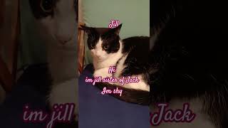 Hi Im Jill sister of Jack trending shortsvideo cat shortsvideo catlover viralnow [upl. by Melac]