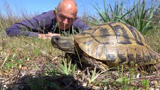 Hermanns tortoise Griechische Landschildkröte Testudo hermanni Greece [upl. by Borman716]