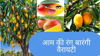 उत्तर भारत में लगने वाली आम की रंग बिरंगी वैरायटी कौन सी Discover the Color Full Mango Variety [upl. by Cornie]