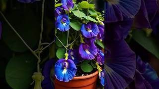 Butterfly pea plant care tips ButterflyPea gardeningTips trending viralshorts ytshorts garden [upl. by Elokyn]