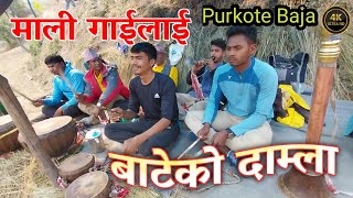 Mali Gailai Bateko Damla ll Mero Maya Chhodera Ka Jamla ll Purkote Panche Baja Baglung Nepal 2081 ll [upl. by Neeloc932]