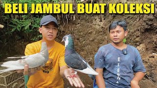 BELI MERPATI JAMBUL PLONTANG [upl. by Nuawd]