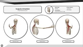 Scapula retraction [upl. by Malan]