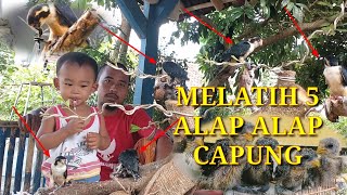 melatih alapalap capung makan burung pipit [upl. by Sherm589]