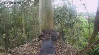 Zimbali Estate Crowned Eagle Live Stream 92524 [upl. by Scuram645]