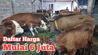 Review Harga Sapi Murah 6 juta dapet Limosin ready Simental Marlboro dan Moncong [upl. by Ecerahs]