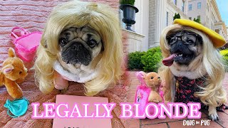 Legally Blonde  Doug The Pug [upl. by Aenil]