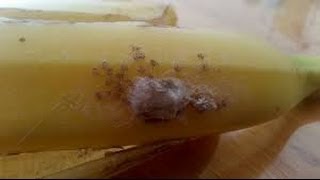 Potentially Deadly Spiders Found in Supermarket Banana [upl. by Rickart]