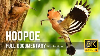 The Hoopoe  Colorful Bird with an Unforgettable Call  8K Cimematic Documentary [upl. by Nauwtna]