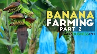 How to grow Banana Tree Part 2  Banana Farm Management  Agribusiness Philippines [upl. by Octave]