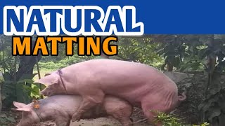 NATURAL MATTING  CROSS LANDRACE AND LARGEWHITE  Usapang Baboy  MAGBUBUKID SA ABROAD [upl. by Nitnerb5]