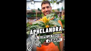 🌿 Aphelandra Squarrosa La Pianta Zebra che Arreda con Eleganza adesso al 50 🌿 [upl. by Ahsitauq875]